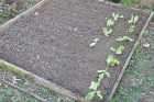 gardening raised beds early lettuce les guis virlet puy de dome france