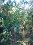 Les Guis Virlet Pionsat France Renewable Energy and even more apples